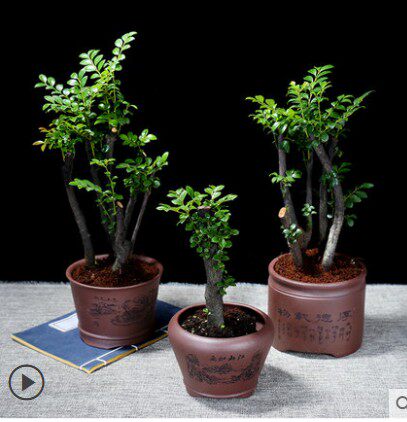 小叶紫檀树苗紫檀树桩盆景室内阳台盆栽花卉绿植耐寒四季常青植物