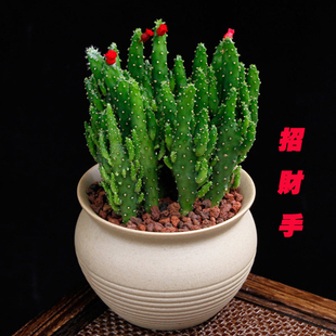 招财手多肉植物摇钱树 姬珊瑚 小仙人掌室内防辐射净化空气小盆栽