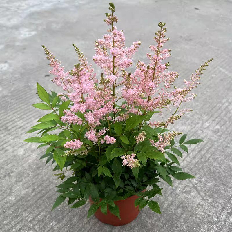 落新妇盆栽带花苞阳台庭院花园花苗多年生宿根耐寒花镜植物络新妇