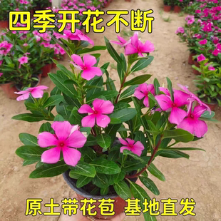 长春花盆栽苗 日日春 五瓣梅花苗 耐热花期长开花多五叶梅 天天开