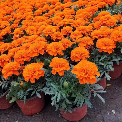 孔雀草盆栽花矮生重瓣孔雀菊万寿菊花苗臭芙蓉菊庭院花园种植绿化