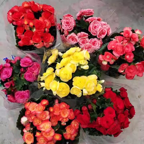 重瓣丽格海棠花玫瑰海棠盆栽带花苞四季好养植物花卉多色海棠花苗