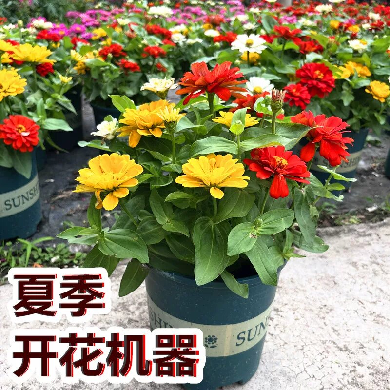 百日草盆栽成品花苗带花发货耐热耐晒庭院阳台花卉植物百日菊重瓣 - 实物图