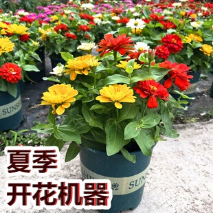 百日草盆栽成品花苗带花发货耐热耐晒庭院阳台花卉植物百日菊重瓣