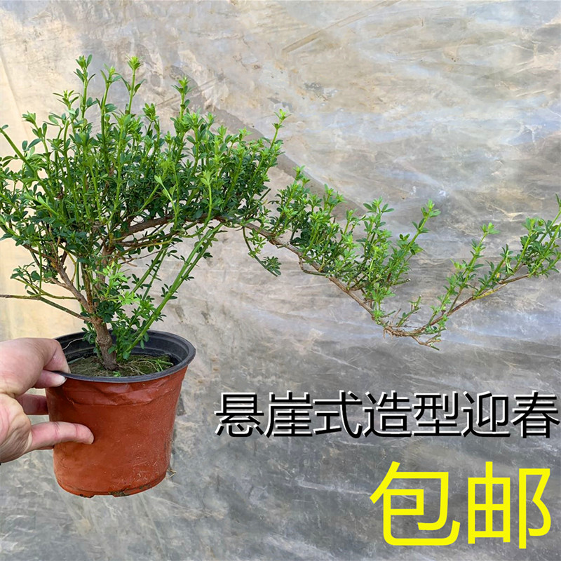 迎春花盆景实拍 老根迎春微型盆栽 虎蹄迎春小叶迎春龙爪悬崖迎春