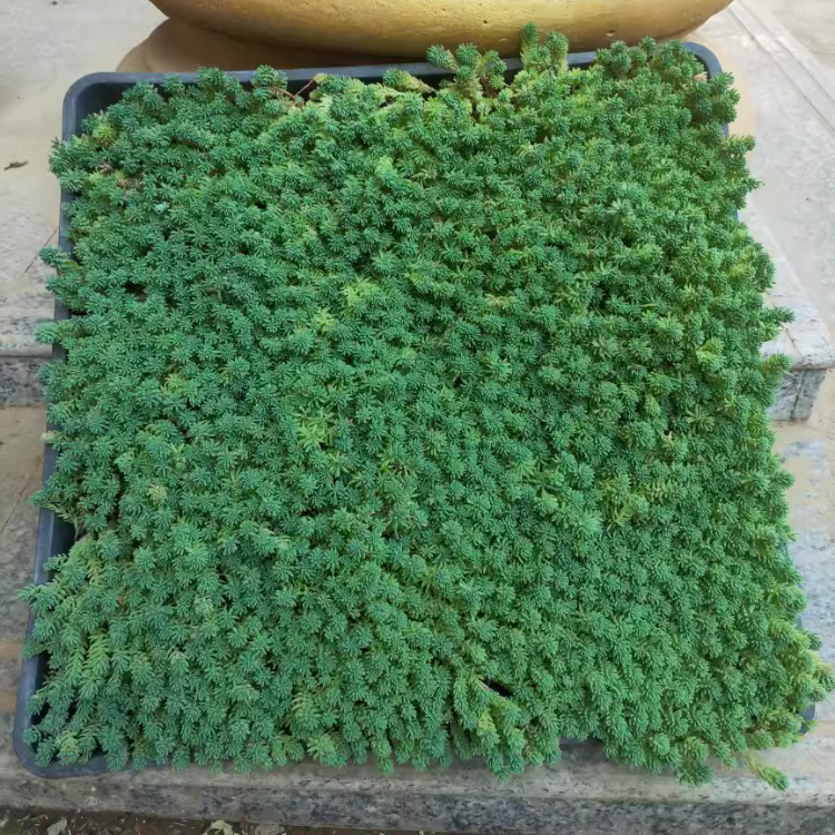 花镜植物中华景天薄雪万年草金叶佛甲草托盘地被常青植物耐寒耐热