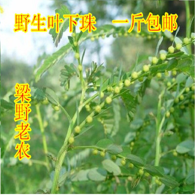 福建武平叶下珠 客家整株带根 夜下珠 珍珠草 夜合草 新货 包邮
