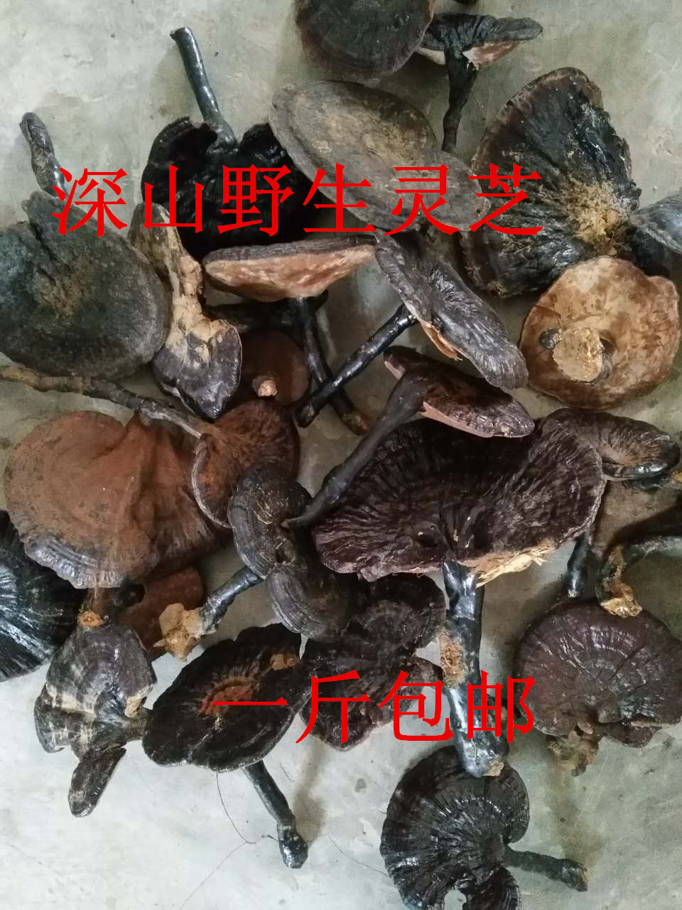 福建武平新品野灵芝大野生灵芝整枝深山灵芝可切片500克包邮
