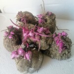 紫山药种子赣南紫山药种子带芽紫薯大薯毛薯非紫玉淮山种子脚板薯