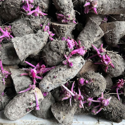 新鲜高产紫山药种块脚板薯种子紫毛薯带芽大薯毛薯铁棍山药种子芽