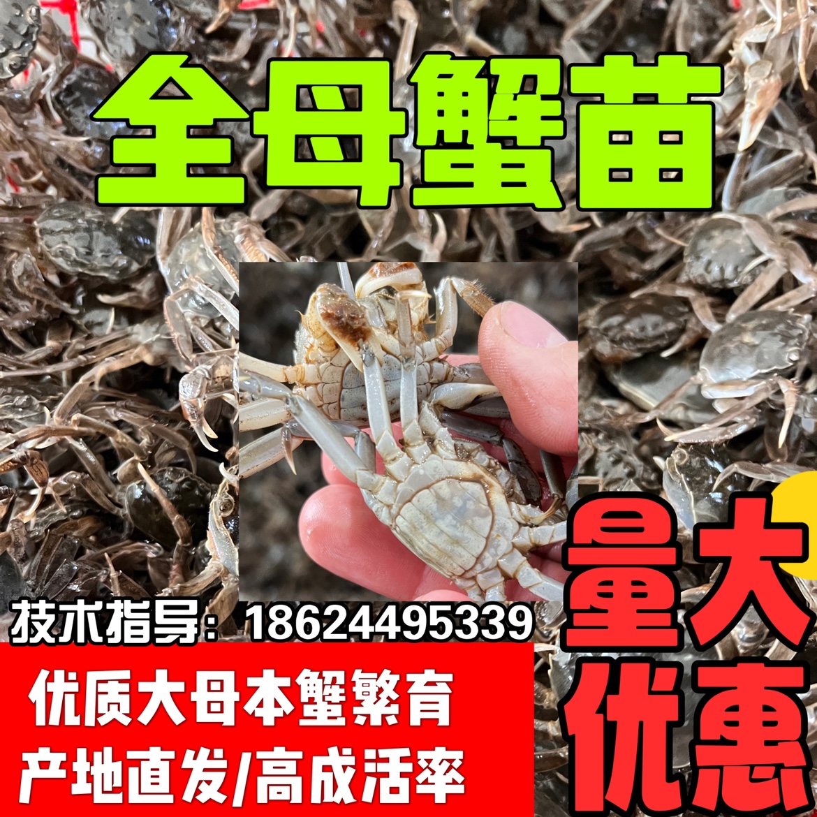 养殖鲜活蟹苗大闸蟹苗油炸小螃蟹