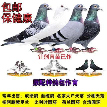 信鸽种鸽鸽子活体成绩鸽公棚鸽特比鸽天落鸟幼鸽血统鸽迟归鸽一对
