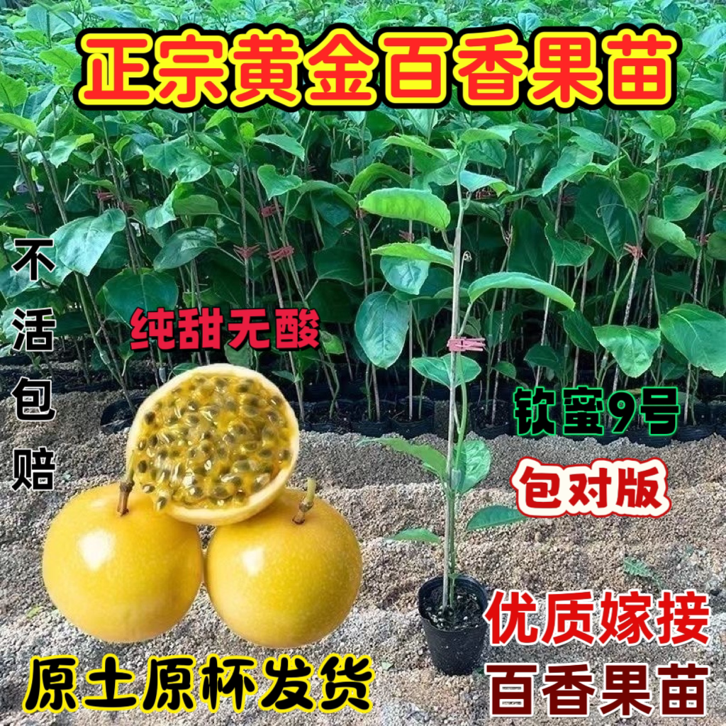 钦蜜黄金9号百香果90天结果纯甜无酸正宗黄金百香果苗大苗结果快