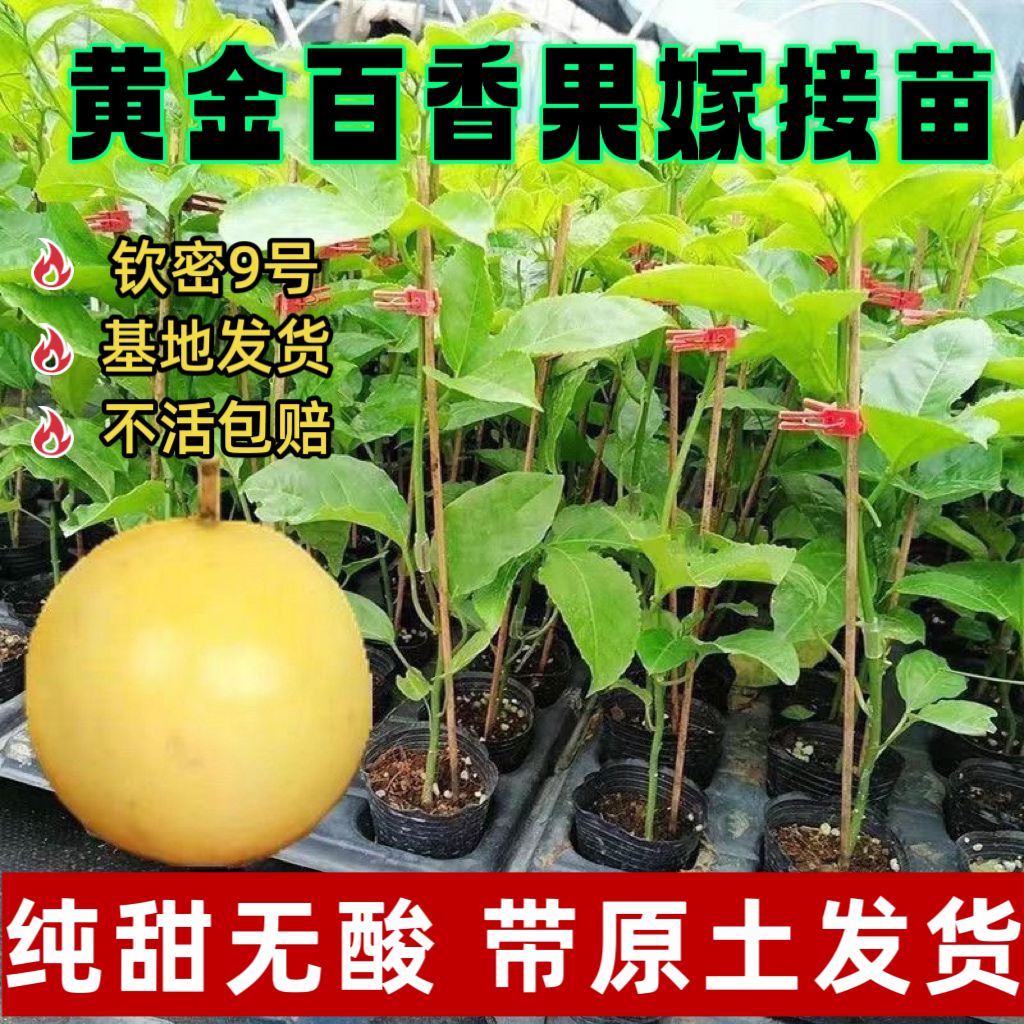 百香果树果苗钦蜜9号黄金果嫁接苗四季庭院爬藤当年结果盆栽地栽图片