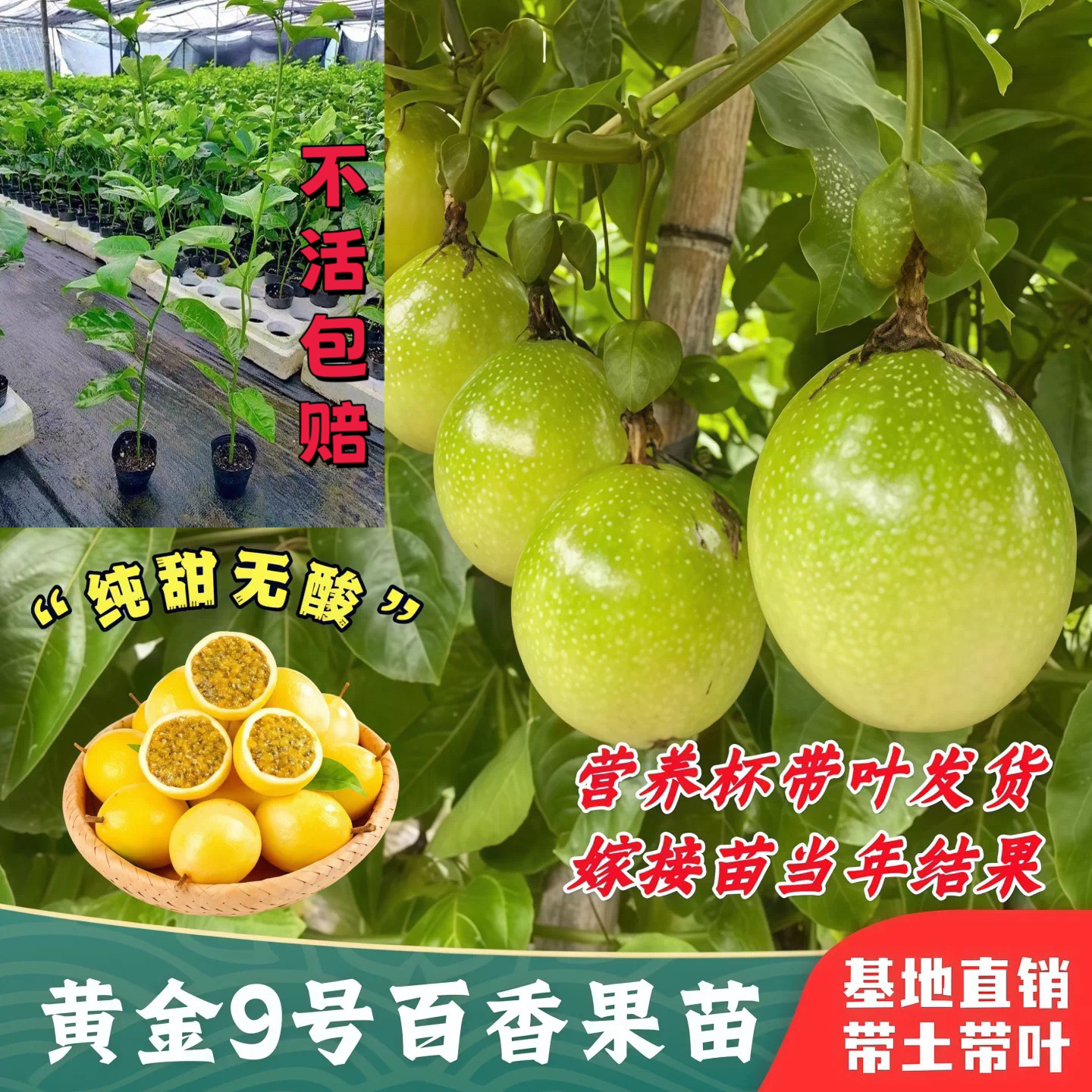 广西钦蜜9号黄金百香果嫁接苗四季爬藤百香果树当年结果盆栽地栽