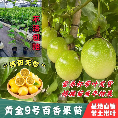 广西钦蜜9号黄金百香果嫁接苗四季爬藤百香果树当年结果盆栽地栽