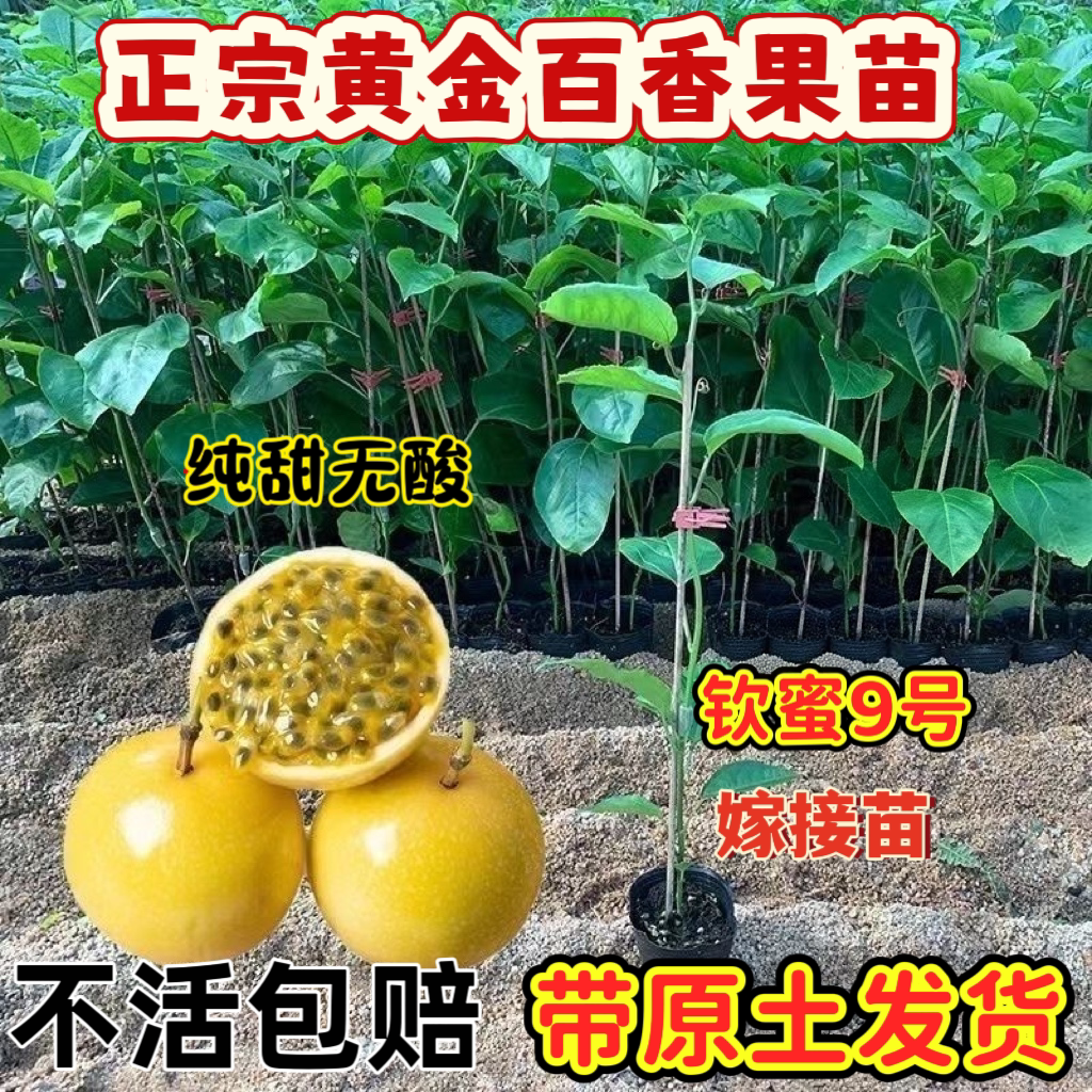 钦蜜9号黄金百香果嫁接苗四季爬藤果树当年结果盆栽地栽黄金果苗