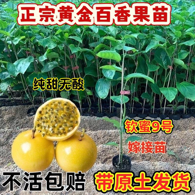 钦蜜9号黄金百香果嫁接苗四季爬藤果树当年结果盆栽地栽黄金果苗