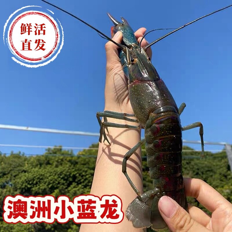 三斤8-10只/斤澳洲蓝龙虾小活虾