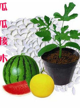 日本雪松嫁接西瓜黄瓜甜青藤台木砧木种子白南瓜子万盛籽用西葫芦