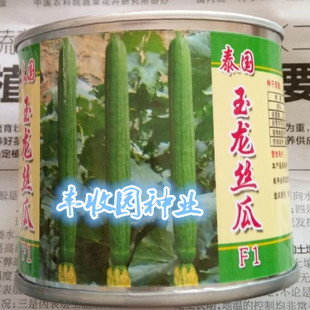 泰国引进 玉龙丝瓜种子 耐寒抗热 早熟 大棚露地栽