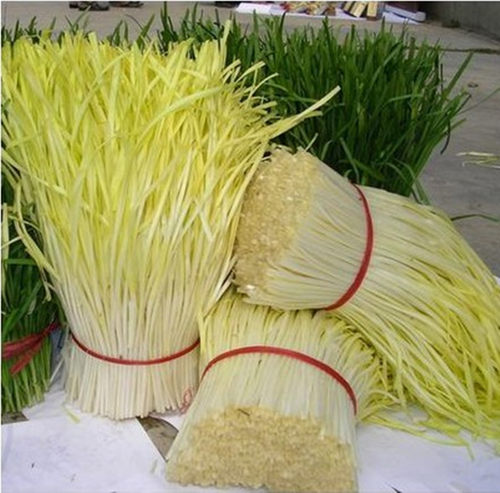 富韭黄二号韭黄种子金杆黄韭黄种子菜籽韭菜籽四季韭黄菜种高产