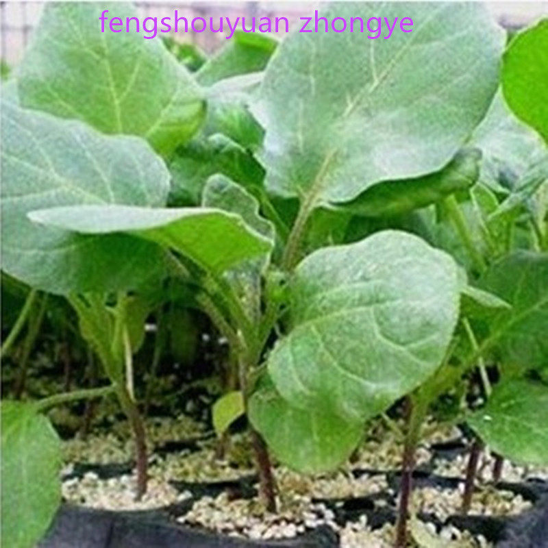 寿光蔬菜佛手瓜小番茄嫁接绿长茄圆茄子苗辣椒苗子螺丝椒家庭菜园