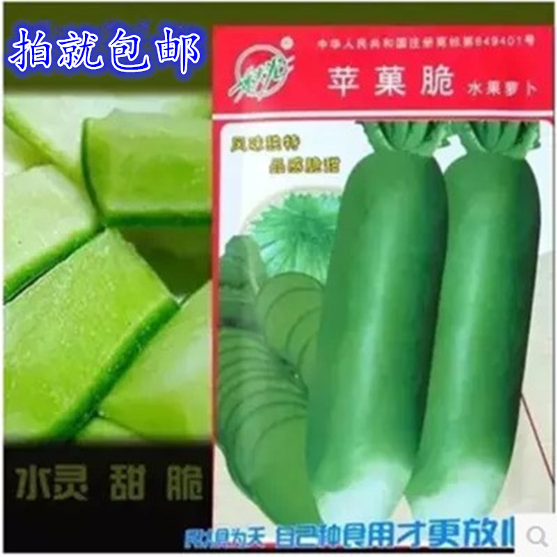 潍县青紫水果萝卜种子农家