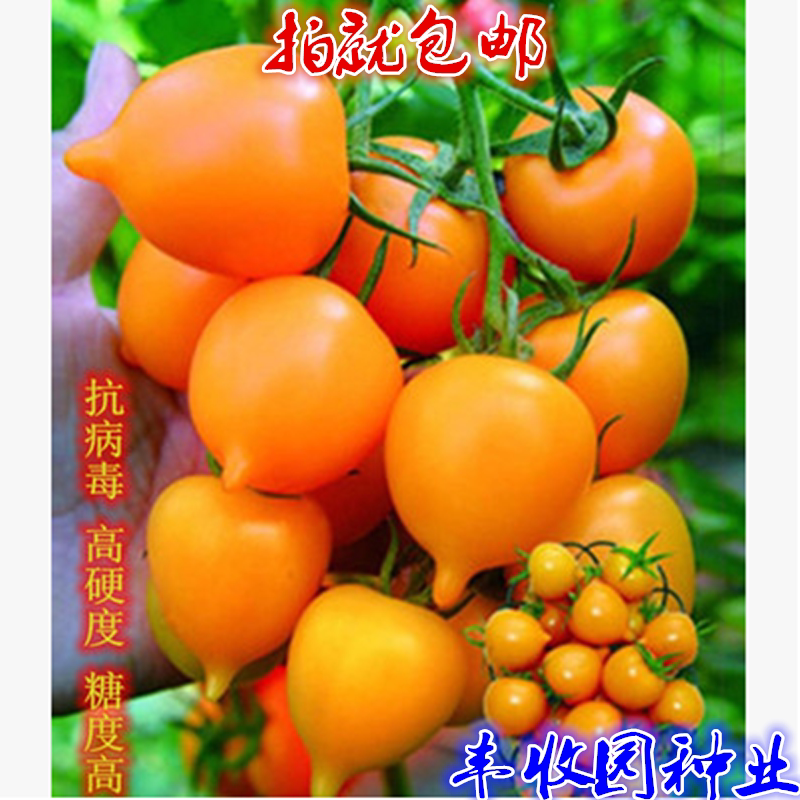金桃一号 粉桃一号高硬度西红柿 特色番茄种子 口感好