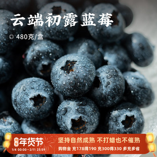 日食记森即云端初露蓝莓礼盒装云南红河蓝莓鲜果清甜多汁浓浓果香