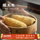 日食记家乡范五常白糯玉米东北苞米棒粘糯玉米加热即食早餐250g