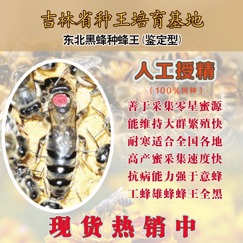 东北黑蜂种王人工授精蜜型王东北黑蜂王种王产卵王正品包邮现货