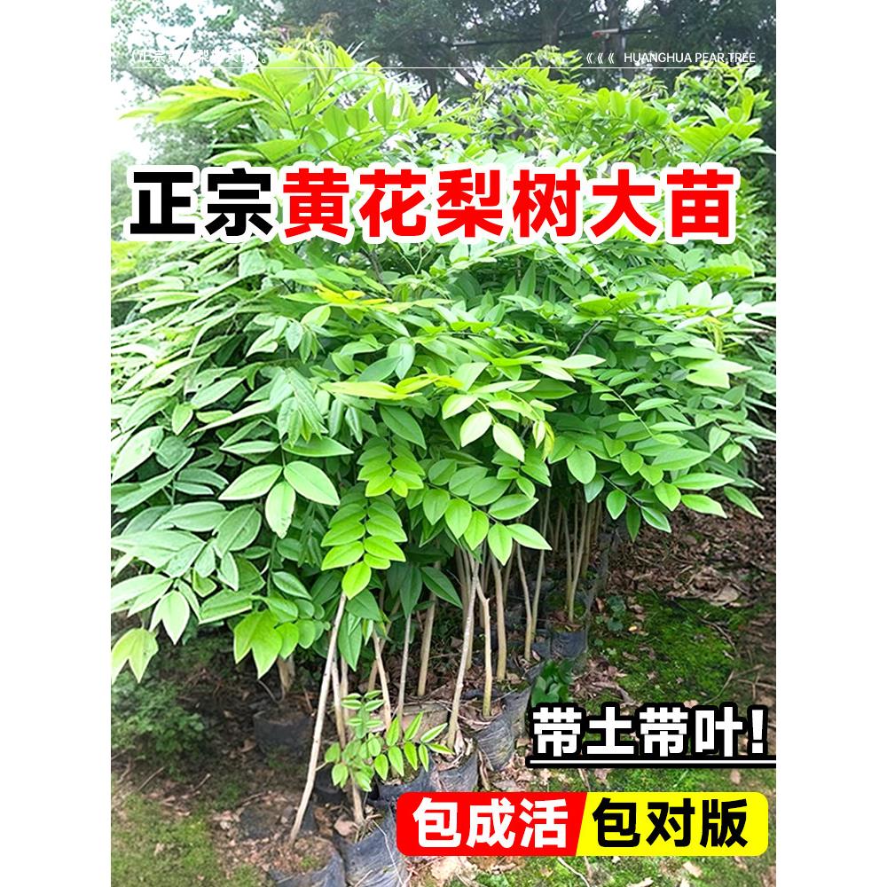正宗海南黄花梨树苗小叶紫檀南北方庭院四季种植名贵苗木盆栽地栽图片