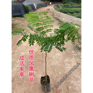 凤凰木树苗红花楹小苗夏季开花凤凰木苗庭院绿化苗耐寒风景树盆栽