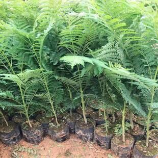 蓝花楹树苗珍稀名贵庭院风景树苗耐寒耐热南北方种植盆栽地栽树