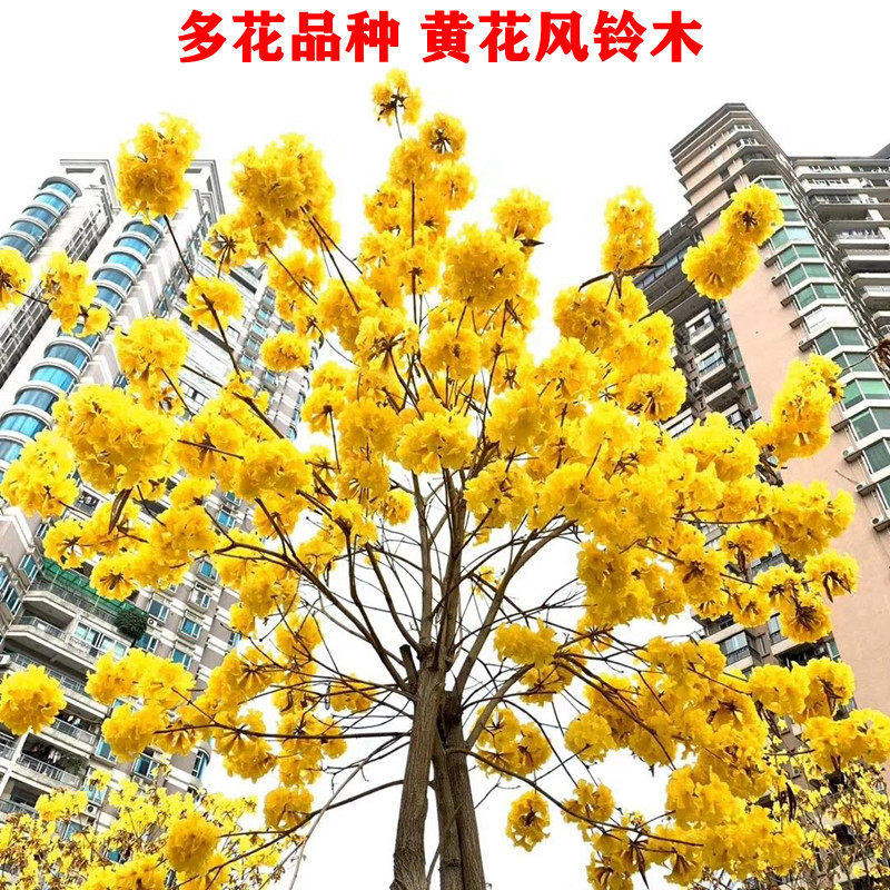 泰国黄花风铃木树苗 进口多花金