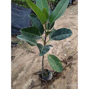 大叶榕树苗高山榕苗四季常青耐寒榕树观赏盆景苗室内盆栽绿植