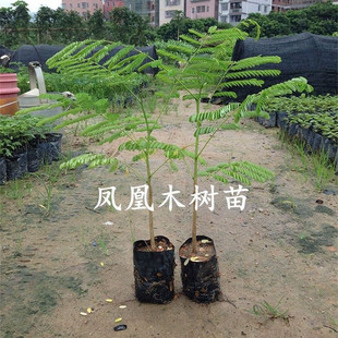 凤凰木树苗红花楹树苗名贵树苗庭院绿化地栽常绿耐寒风景观花树苗