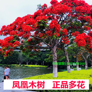 凤凰木树苗红花楹小苗金凤花大树名贵风景树庭院绿化盆栽四季常绿