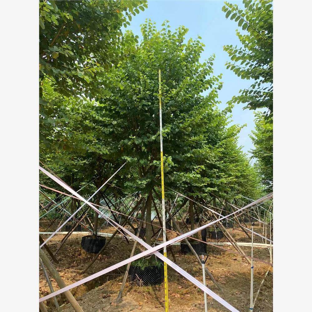 宫粉紫荆树10-15公分粉花紫荆洋紫荆树苗羊蹄甲树行道树乔木