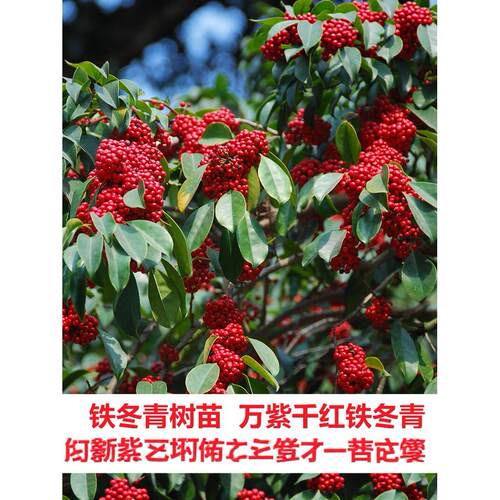 红果铁冬青树苗万紫千红四季常青庭院绿化树名贵苗木白银香苗盆栽