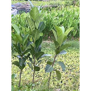 正宗高山榕树苗大叶榕树苗四季长青树庭院盆栽绿化抗污染大遮阳树