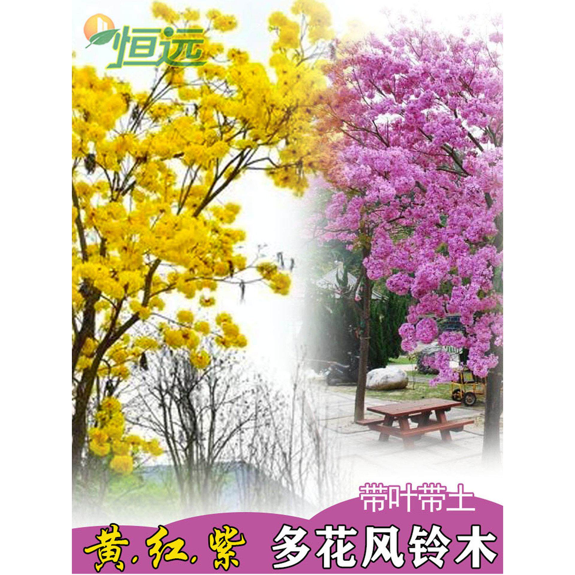 黄花风铃木树苗庭院观花风景树苗多花风铃树木小苗红花紫花品种