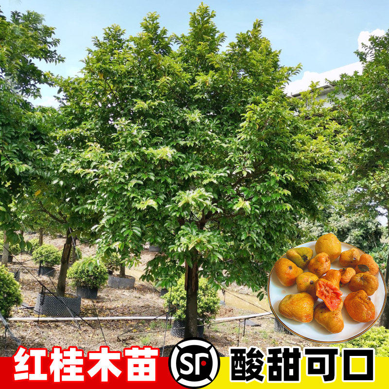 红桂木树苗盆栽大叶胭脂木树苗大苗狗果树庭院四季常绿观赏风景树