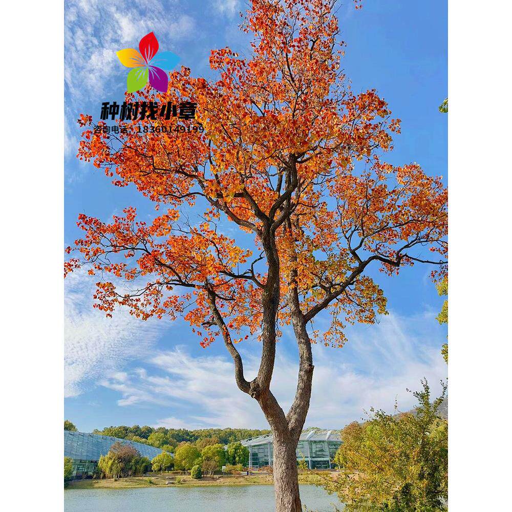 红叶乌桕树苗彩叶苗木丛生乌桕大型耐寒庭院风景树桕子树菩提树苗