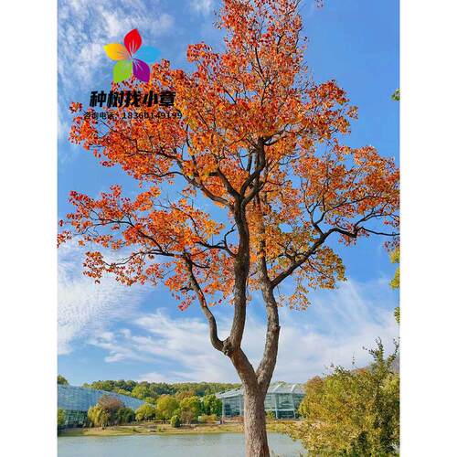 红叶乌桕树苗彩叶苗木丛生乌桕大型耐寒庭院风景树桕子树菩提树苗