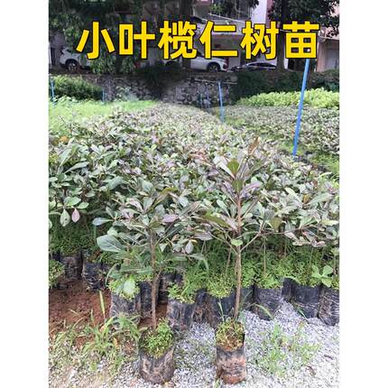 小叶榄仁树苗细叶榄仁风景树雨伞树南北方种盆栽遮阴行道树植物