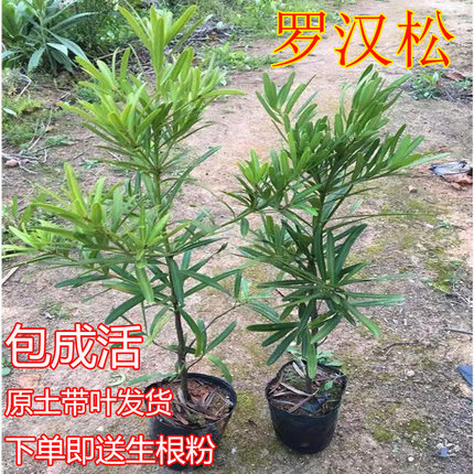 正宗罗汉松树苗绿植兰屿罗汉松造型树 庭院高档盆栽 艺术观赏盆景