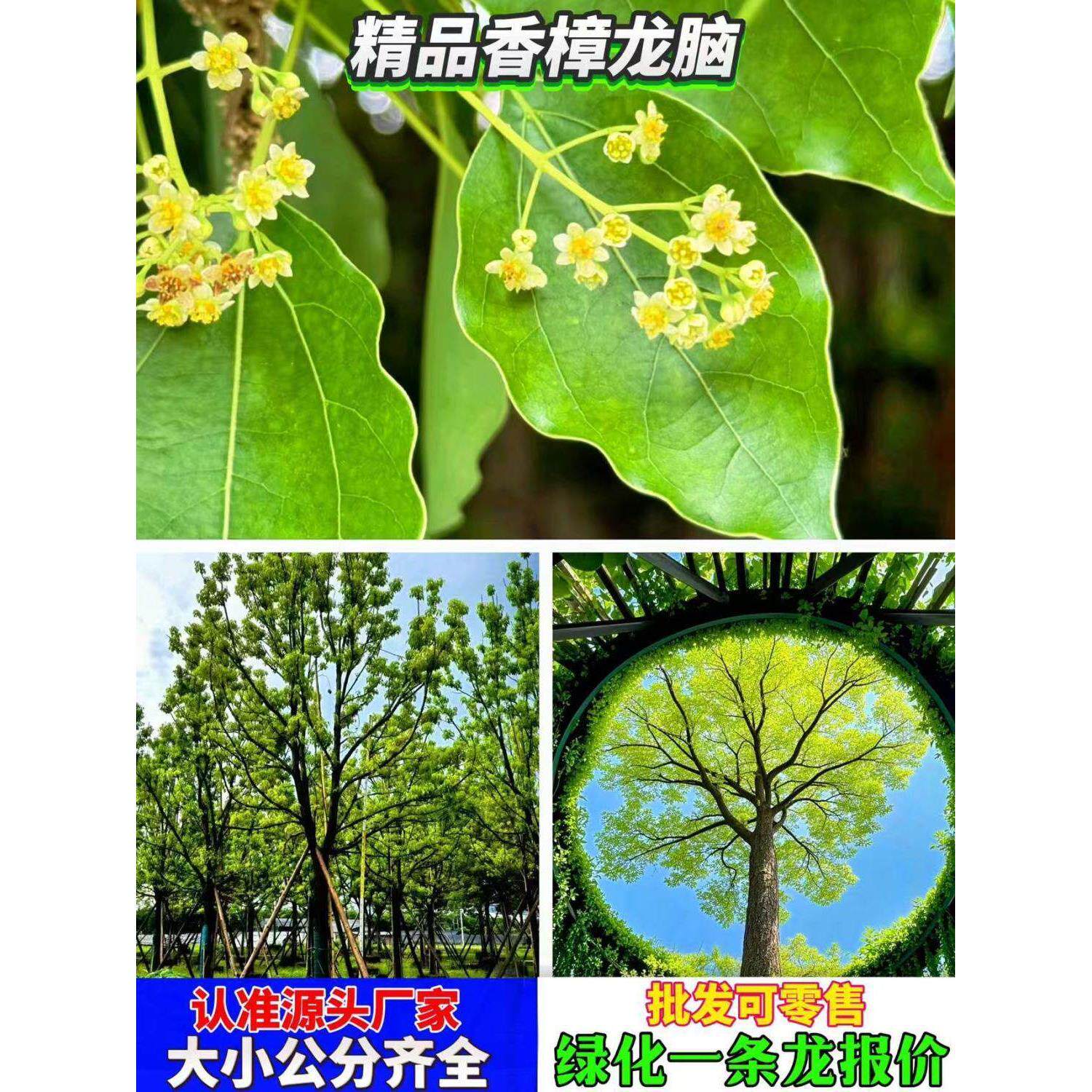 香樟树苗龙脑樟树驱蚊驱虫小叶香樟木树名贵苗木庭院绿化风景大树