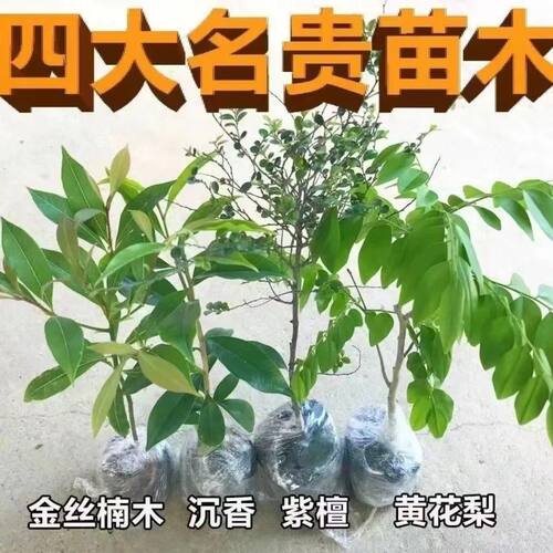 名贵苗木金丝楠木树苗正宗奇楠沉香四大品种小叶紫檀香海南黄花梨